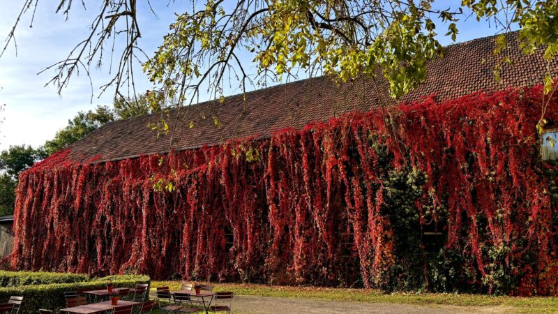 Roter Herbstbewuchs